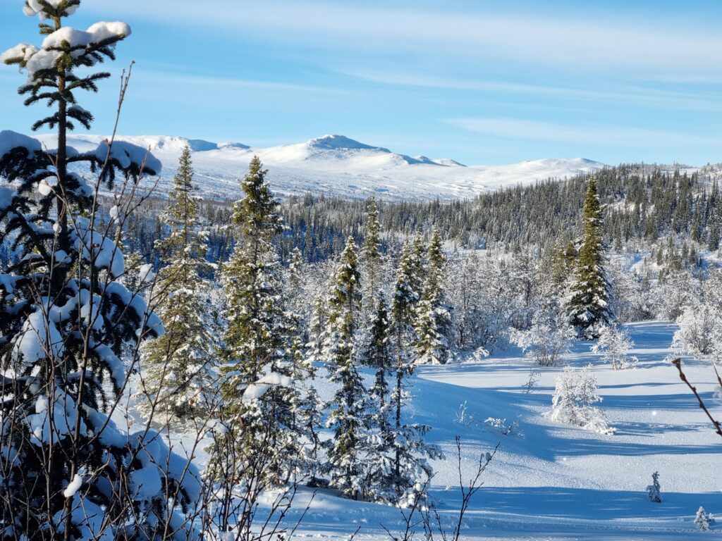 Snølandskap med trær og snaufjell med Berghovda i bakgrunnen
