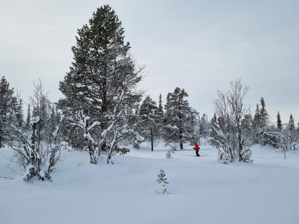 En skigåer i rød jakke går blant snødekte trær.